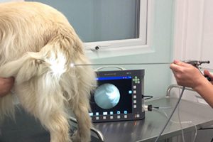 Transcervical Insemination for Dogs - TCI - Canine reproductive services - Subzero Reproduction Canine Reproduction Services