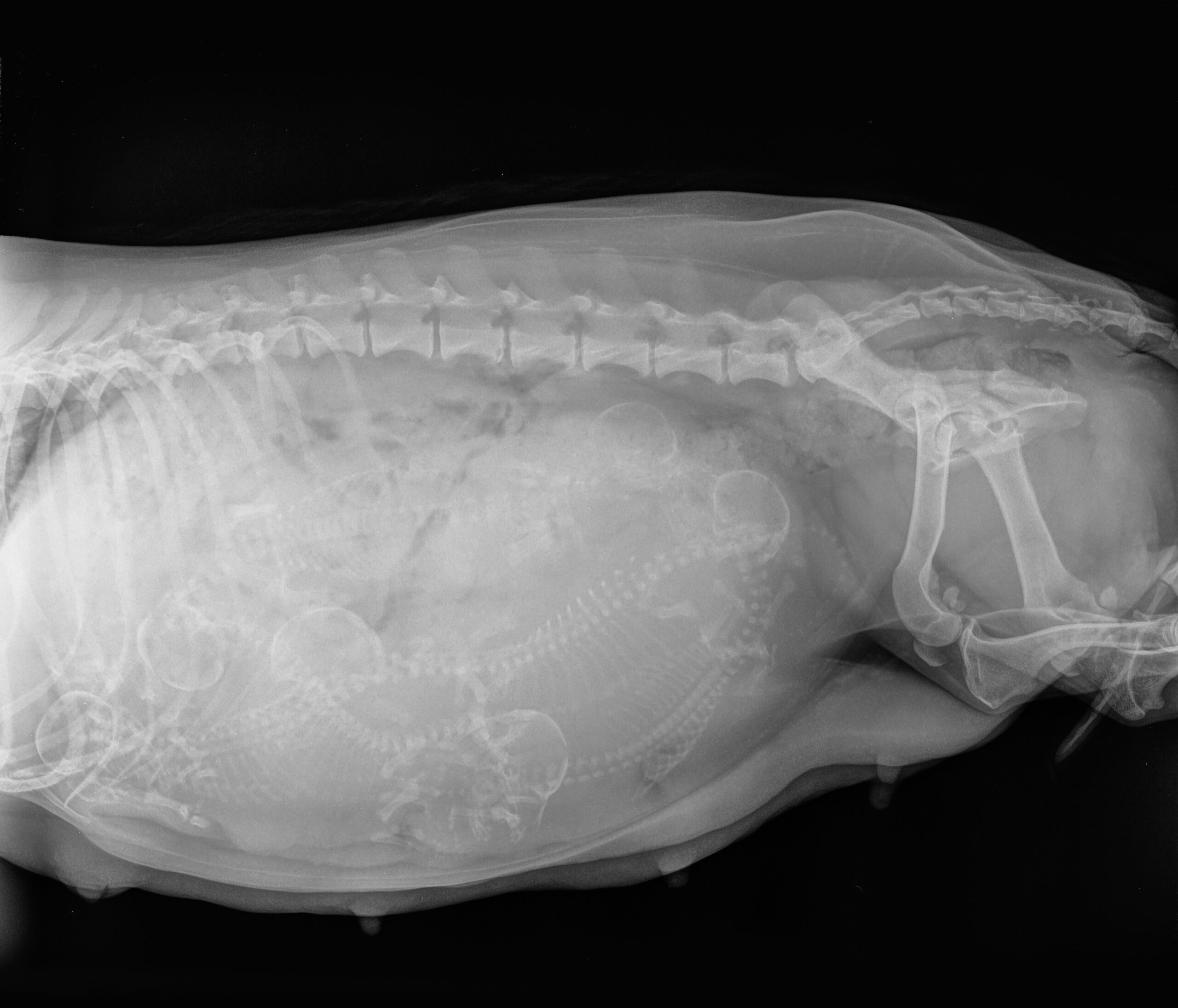X-Ray of a Pregnant Dachsund dog - Subzero Reproduction Canine Reproduction Services